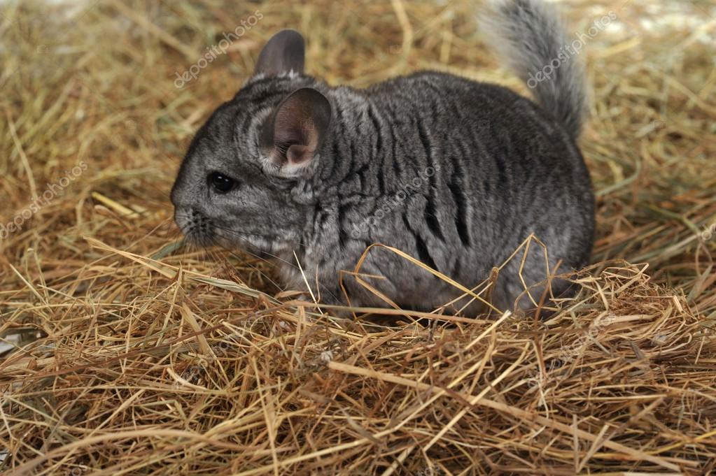 depositphotos_2651287-stock-photo-grey-nice-chinchilla