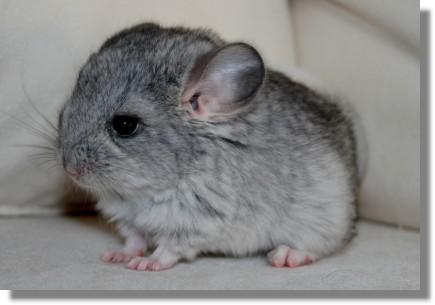 chinchilla-baby-05